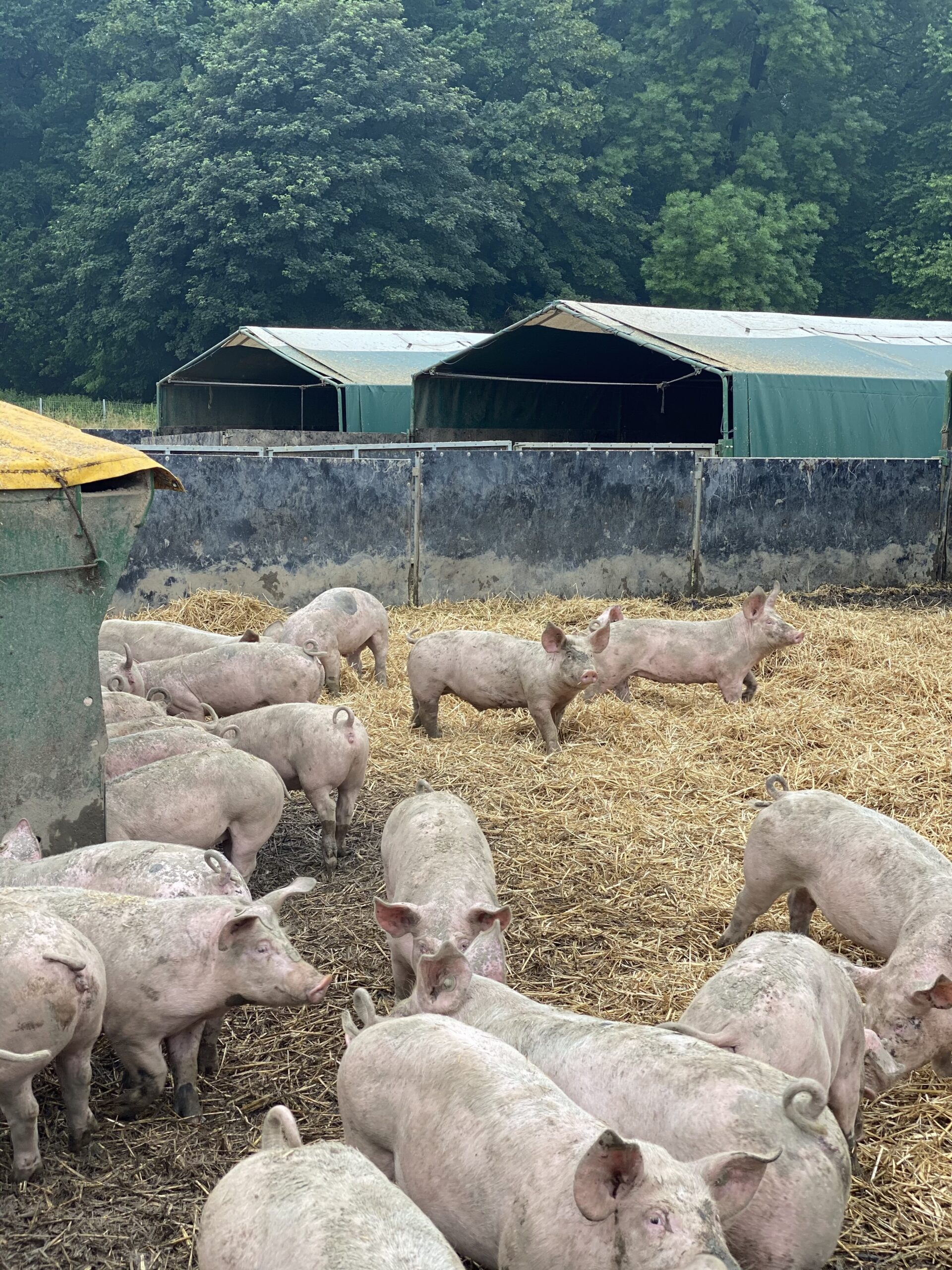 Ruhrtaler Freilandschweine